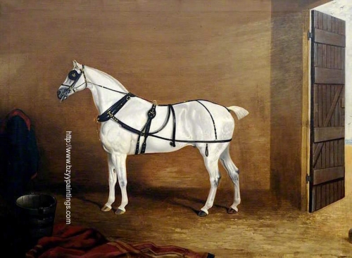 A Grey Carriage Horse in a Stable.jpg